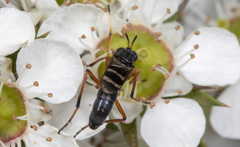 Acupalpa rostrata