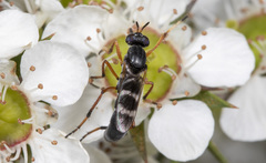 Acupalpa rostrata