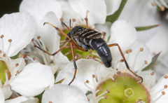 Acupalpa rostrata