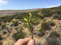 Pteronia empetrifolia