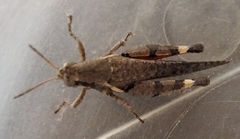 Xenocatantops humilis