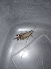 Xenocatantops humilis
