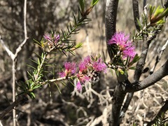 Melaleuca wilsonii