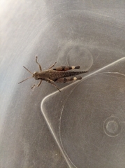 Xenocatantops humilis