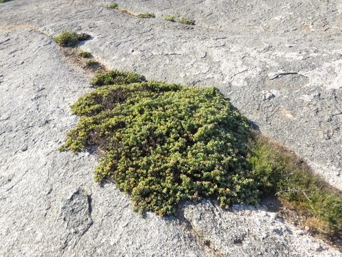 Image of Oscularia vredenburgensis by (c) Jeremy Gilmore, some rights reserved (CC BY)