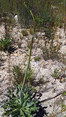 Lichtensteinia lacera