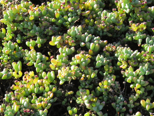 Vredenberg Toothfig (Oscularia vredenburgensis)