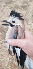 Garrulus glandarius atricapillus