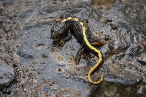 Pyrenean Brook Salamander, photo 7 of 8