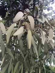 Lorantheae