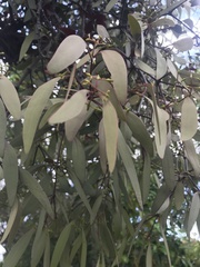 Lorantheae