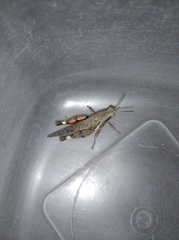Xenocatantops humilis