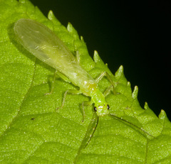 Alloperla