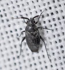 Heterocapillus tigripes