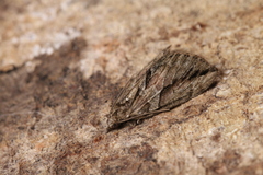 Thera cupressata