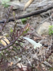Chloanthes stoechadis