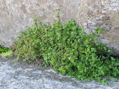 Didymodoxa capensis capensis