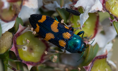 Castiarina bicolor