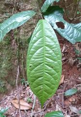 Calycobolus africanus