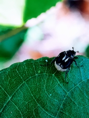 Xenoreoderus
