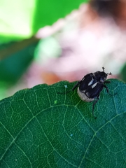Xenoreoderus