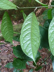 Calycobolus africanus