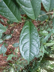 Calycobolus africanus