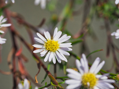 Aster kantoensis
