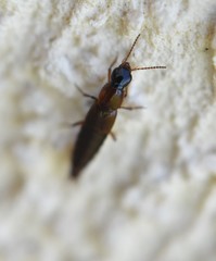 Raphirus