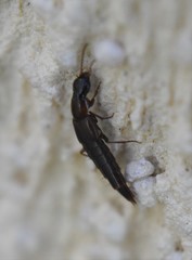 Raphirus