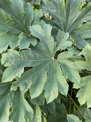 Tetrapanax