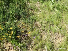 Campanula matritensis