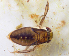 Corixidae