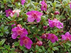 Rhododendron lepidotum
