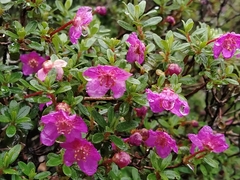 Rhododendron lepidotum