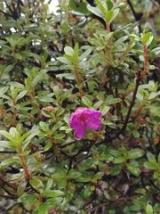 Rhododendron lepidotum
