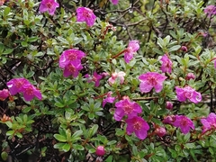 Rhododendron lepidotum