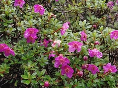 Rhododendron lepidotum