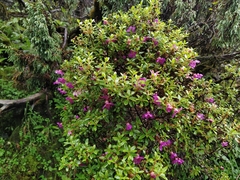 Rhododendron lepidotum