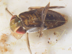 Corixidae