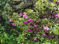 Rhododendron lepidotum