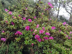 Rhododendron lepidotum