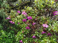 Rhododendron lepidotum