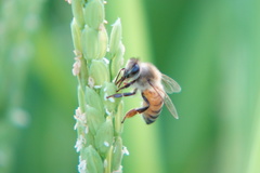 Apis mellifera