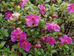 Rhododendron lepidotum