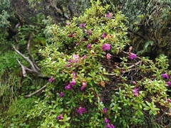 Rhododendron lepidotum