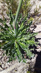 Lichtensteinia lacera