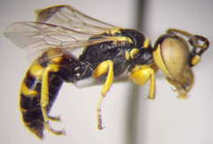Dinetus pictus