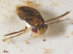 Corixidae