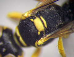 Dinetus pictus
